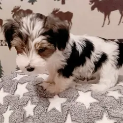 Parti-Biewer Yorkshire Terrier 3 female puppies