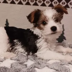 Parti-Biewer Yorkshire Terrier 1Female 2Male