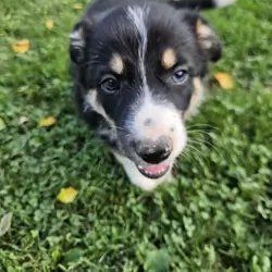Border collie puppies