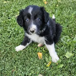 Border collie puppies