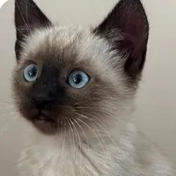 Adorable  Siamese kittens