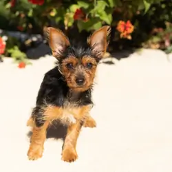AKC Yorkie female puppy in Indiana (Stacey)