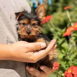 AKC Yorkie female puppy in Indiana (Muriel)