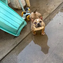 Micro bully