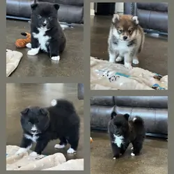 Pomsky Puppies