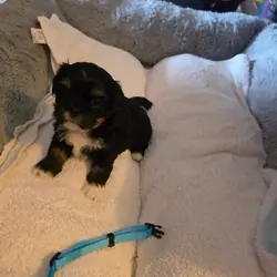 Shih Tzu puppies