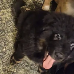 11 week old chow chow /English Australian shepherd