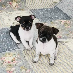 Chihuahua Puppies