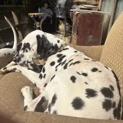 Dalmatian Male 2 yrs old