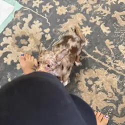 Long haired chihuahua