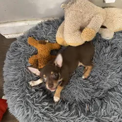 Male chihuahua 2