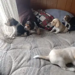 Beagle puppies