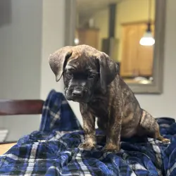 AKC Cane Corso