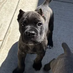 AKC Cane Corso puppies