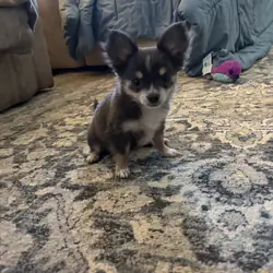 Chihuahuas full AKC blue and chocolate tris