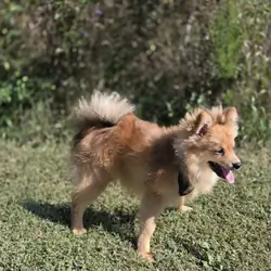 Teddy
