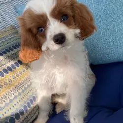 Cavapoo puppy