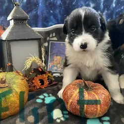 Australian Shepard