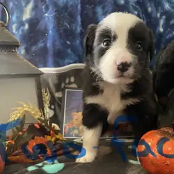 Australian Shepard