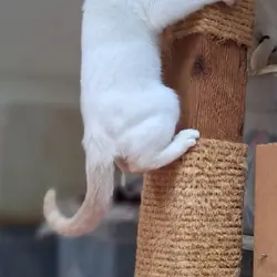 Male Cream Point Siamese Kitten, 12 weeks