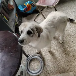 Purebred Pyrenees pups