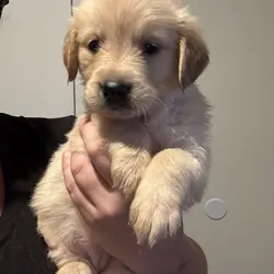 Golden retriever puppies