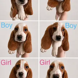 Basset hound puppies