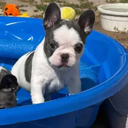 Female French Bulldog - Bingo