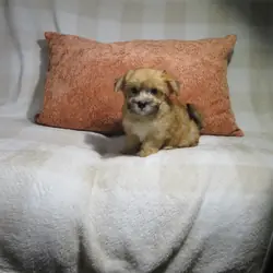 Morkie Puppies Males and Females