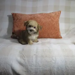 Morkie Puppies Males
