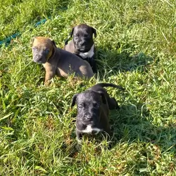 American pitbulls