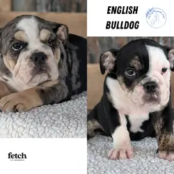 AKC ENGLISH BULLDOG PUPS