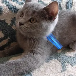 British shorthair kittens