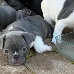Male French Bulldog - JACK