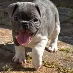 Male French Bulldog - JACK
