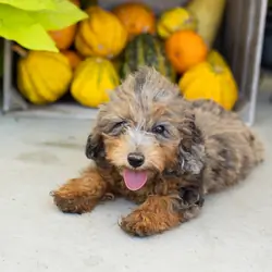 Mini poodle male pup in Indiana (Sawyer)