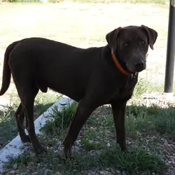 Chocolate Lab Puppies
