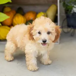 Mini poodle female pup in Indiana (Taby)