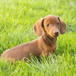 Mini Dachshund male pup in Indiana ( Ira)
