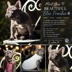 French Bulldog-Purebred-The Perfect Dog