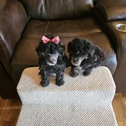 Toy Poodle