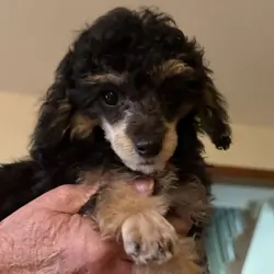 Toy Poodle