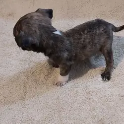 Panda pug female puppy