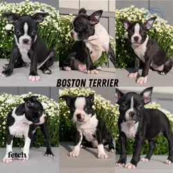 AKC BOSTON TERRIER PUPS