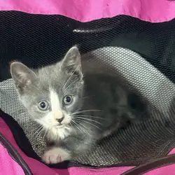 Kitten
