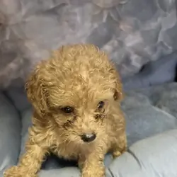 toy poodle puppies