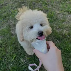 Maltipoo puppies sunnytailadoption.com 3474606164