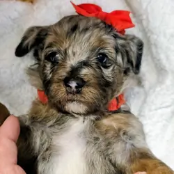 Miniature Bernedoodles