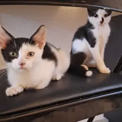 5 Cute Kittens