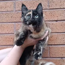 Stunning Champion-Line Maine Coons